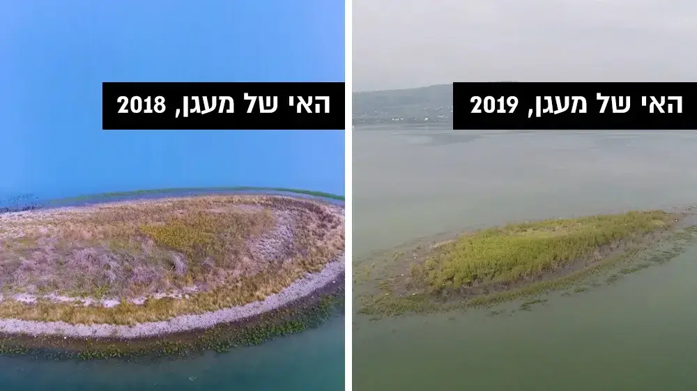 האי של מעגן בכנרת 2018 מול 2019 האי של מעגן בכנרת 2018 מול 2019