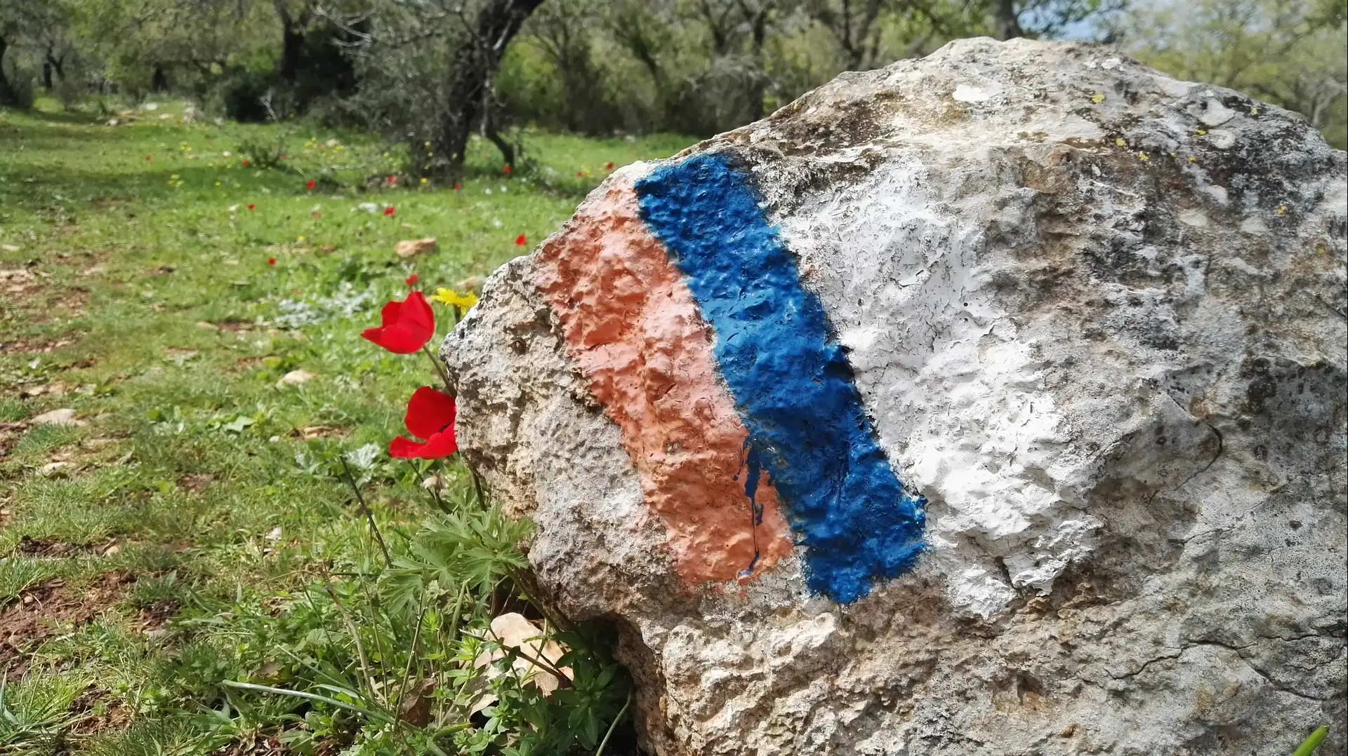 שביל ישראל כלניות שביל ישראל כלניות