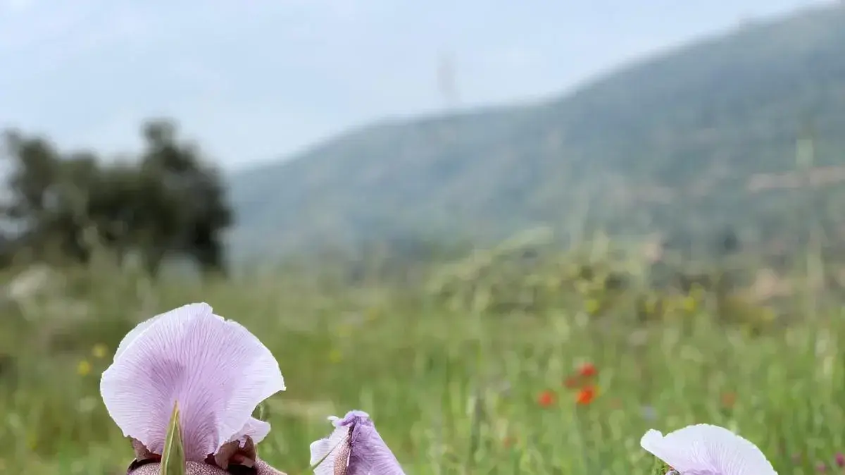 פריחה ליד אוסרין, 6 באפריל 2019 פריחה ליד אוסרין, 6 באפריל 2019