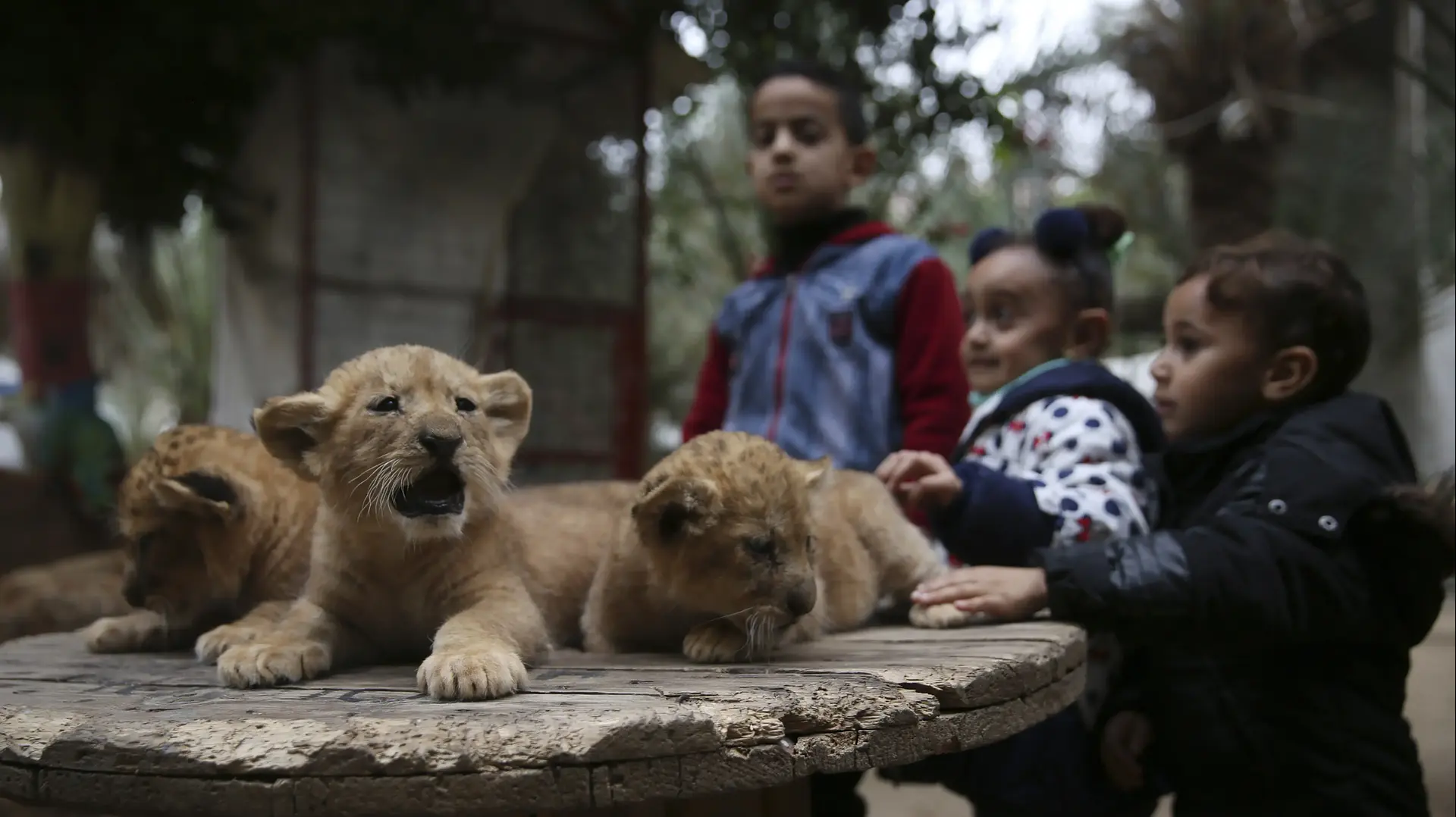 גורי אריות בגן חיות בעזה, 18 בינואר 2019 גורי אריות בגן חיות בעזה, 18 בינואר 2019