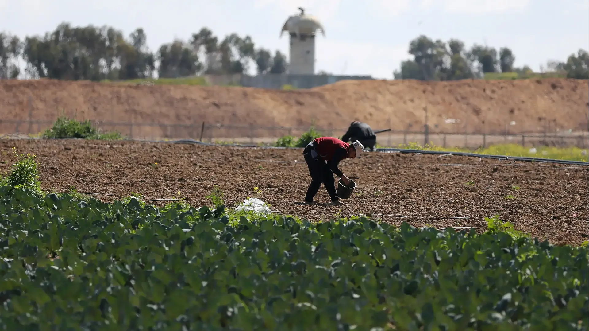 חקלאי פלסטיני ברצועת עזה, מרץ 2019 חקלאי פלסטיני ברצועת עזה, מרץ 2019