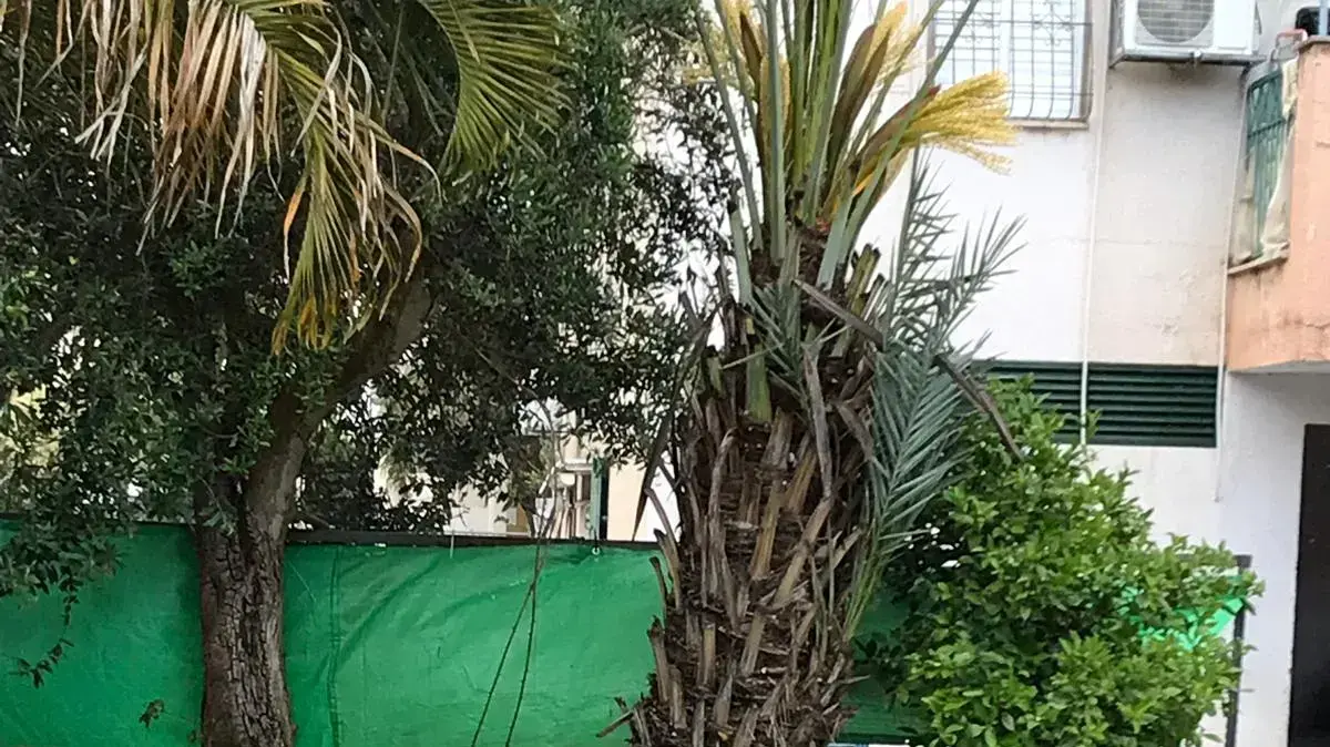 ברד בפתח תקווה , 21 באפריל 2019
ברד בפתח תקווה , 21 באפריל 2019