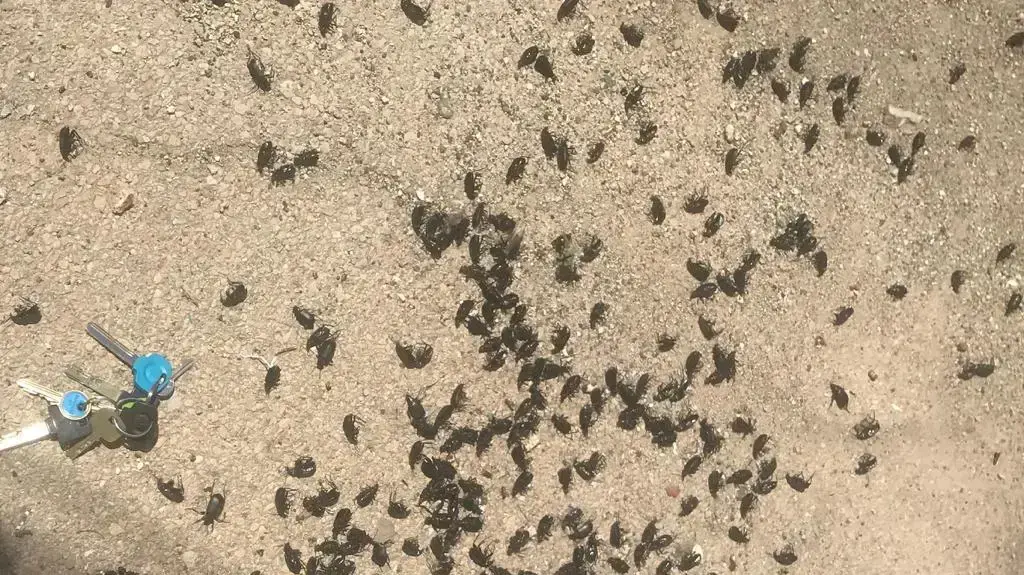 חיפושית מסוג "רצנית אוליביה", 29 באפריל 2019