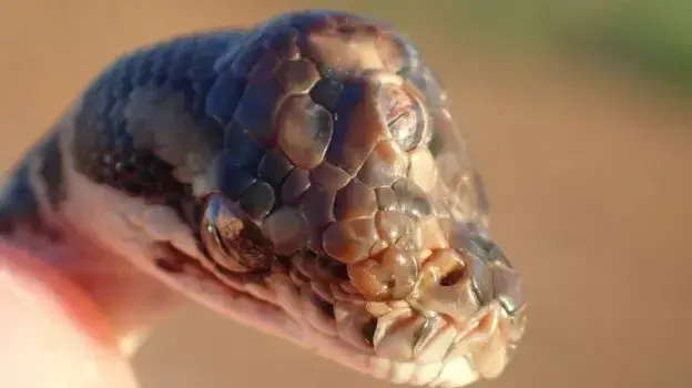נחש עם שלוש עיניים, אוסטרליה, 3 במאי 2019 נחש עם שלוש עיניים, אוסטרליה, 3 במאי 2019