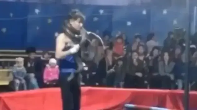 נחש חונק בהופעה בקרקס נחש חונק בהופעה בקרקס