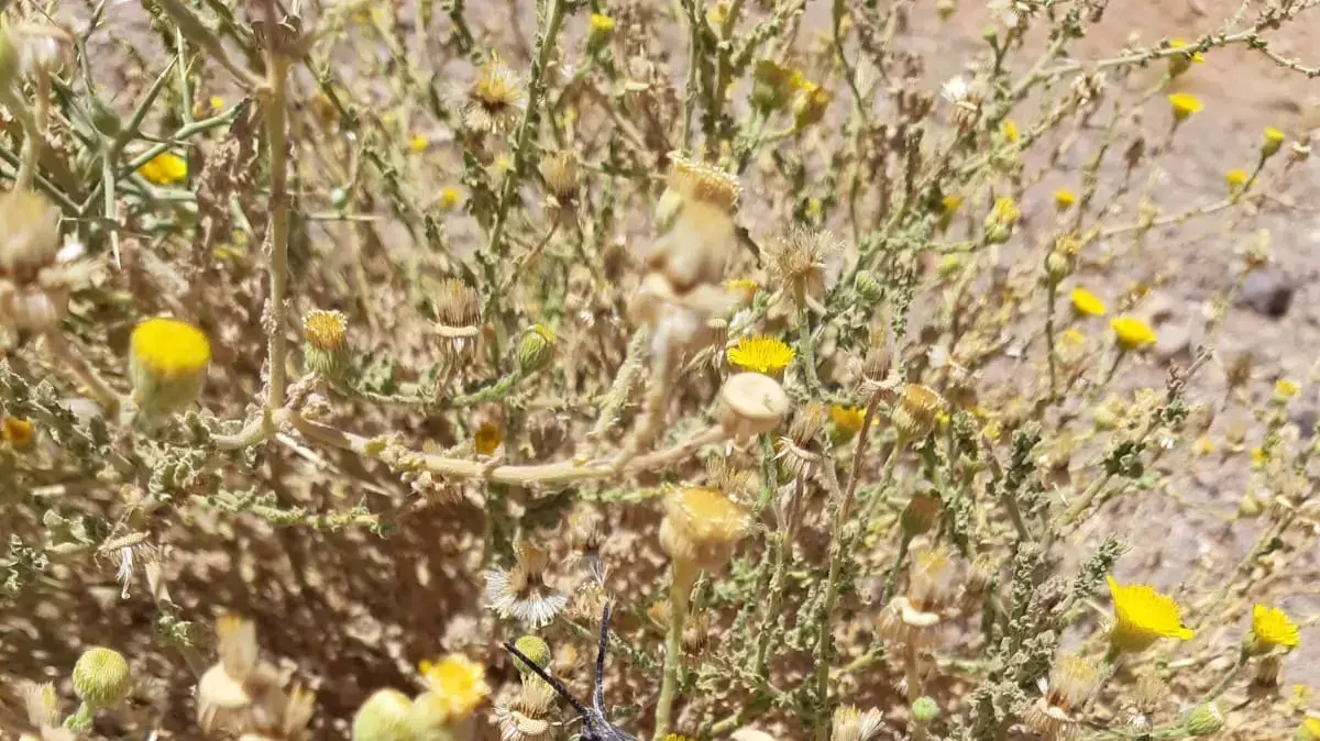 נחל שלמון, 11 במאי 2019