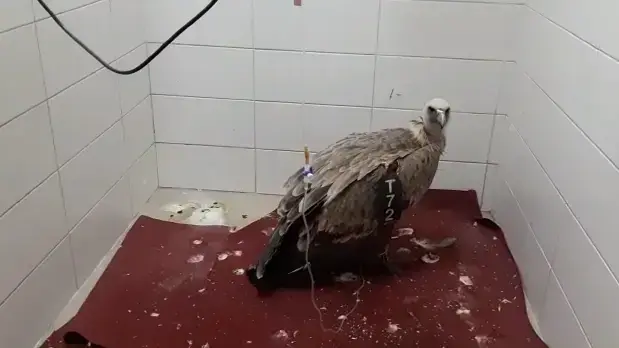 הנשר שהורעל מתאושש, 15 במאי 2019 הנשר שהורעל מתאושש, 15 במאי 2019