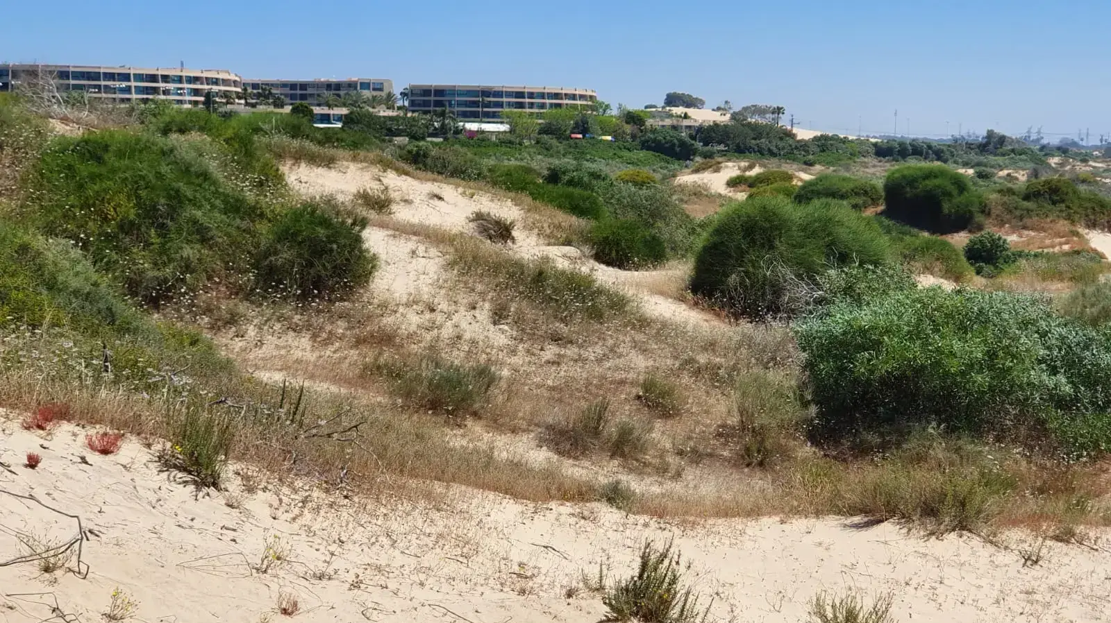 החולות באור עקיבא בה נמצאה גופתה של רחל הלר, מאי 2019 החולות באור עקיבא בה נמצאה גופתה של רחל הלר, מאי 2019