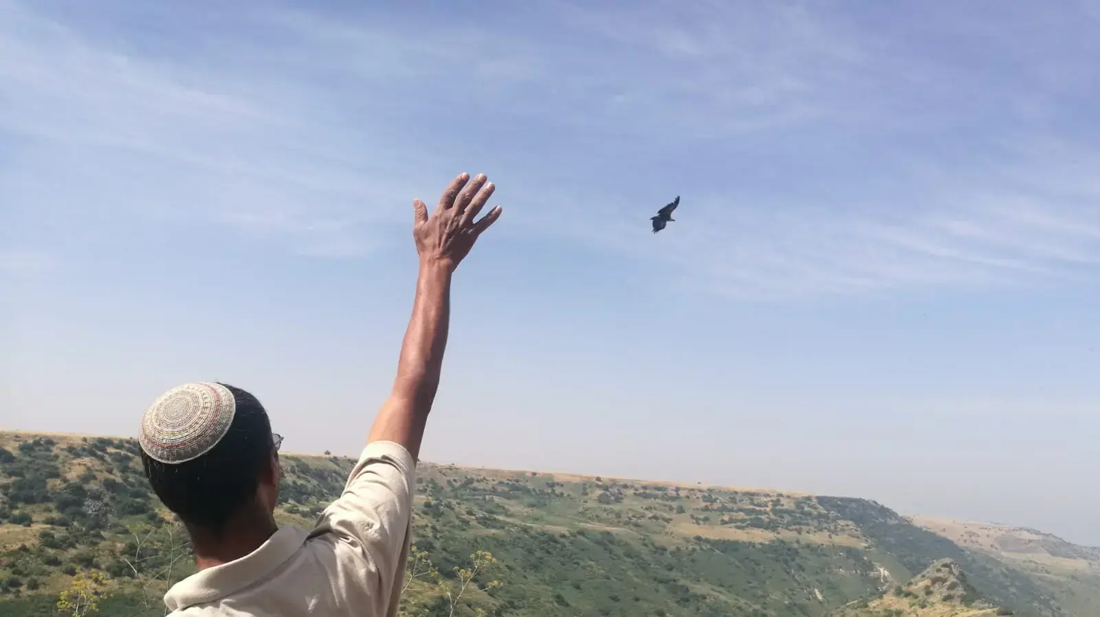  החזרת הנשר שנפגע קשה מההרעלה בגולן לטבע, גמלא 16 במאי 2019 