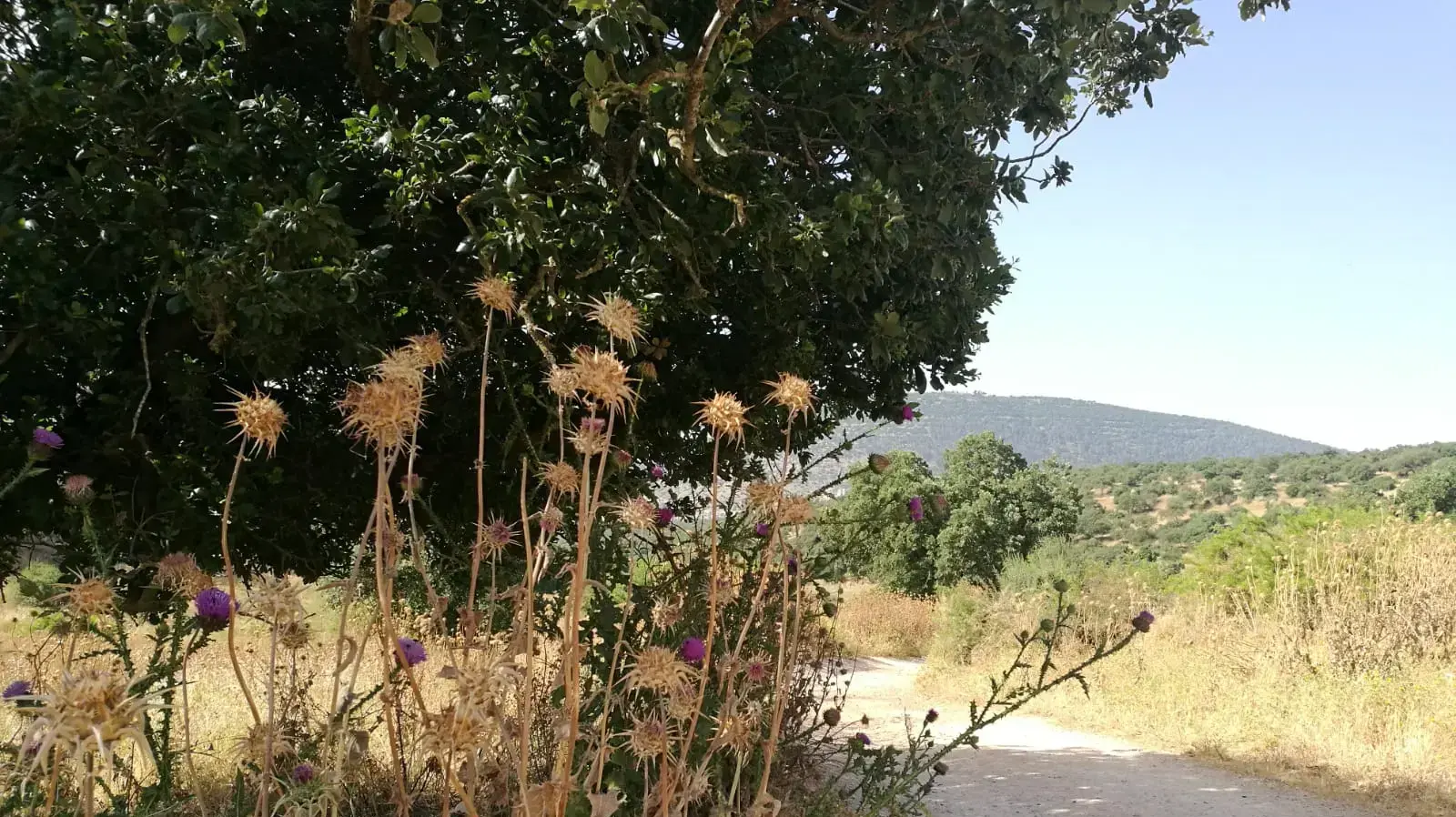 יער בית קשת יער בית קשת