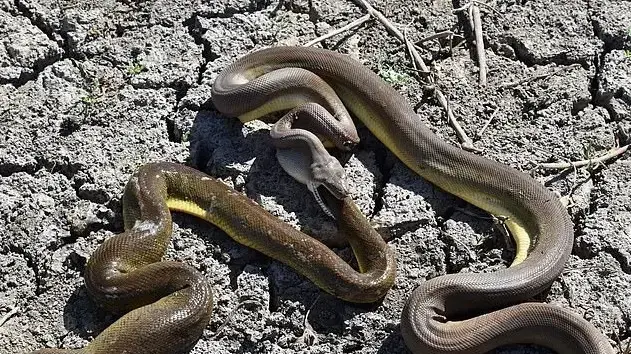 נחש מקיא נחש במערב אוסטרליה, מאי 2019