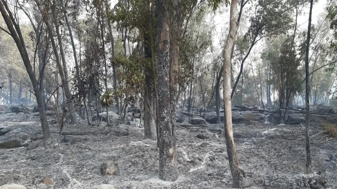 שריפה בקיבוץ הראל 23 במאי 2019 שריפה בקיבוץ הראל 23 במאי 2019