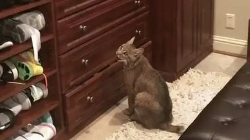 הכניסה חתול אבוד לביתה - וגילתה מאוחר יותר שהוא אינו באמת חתול