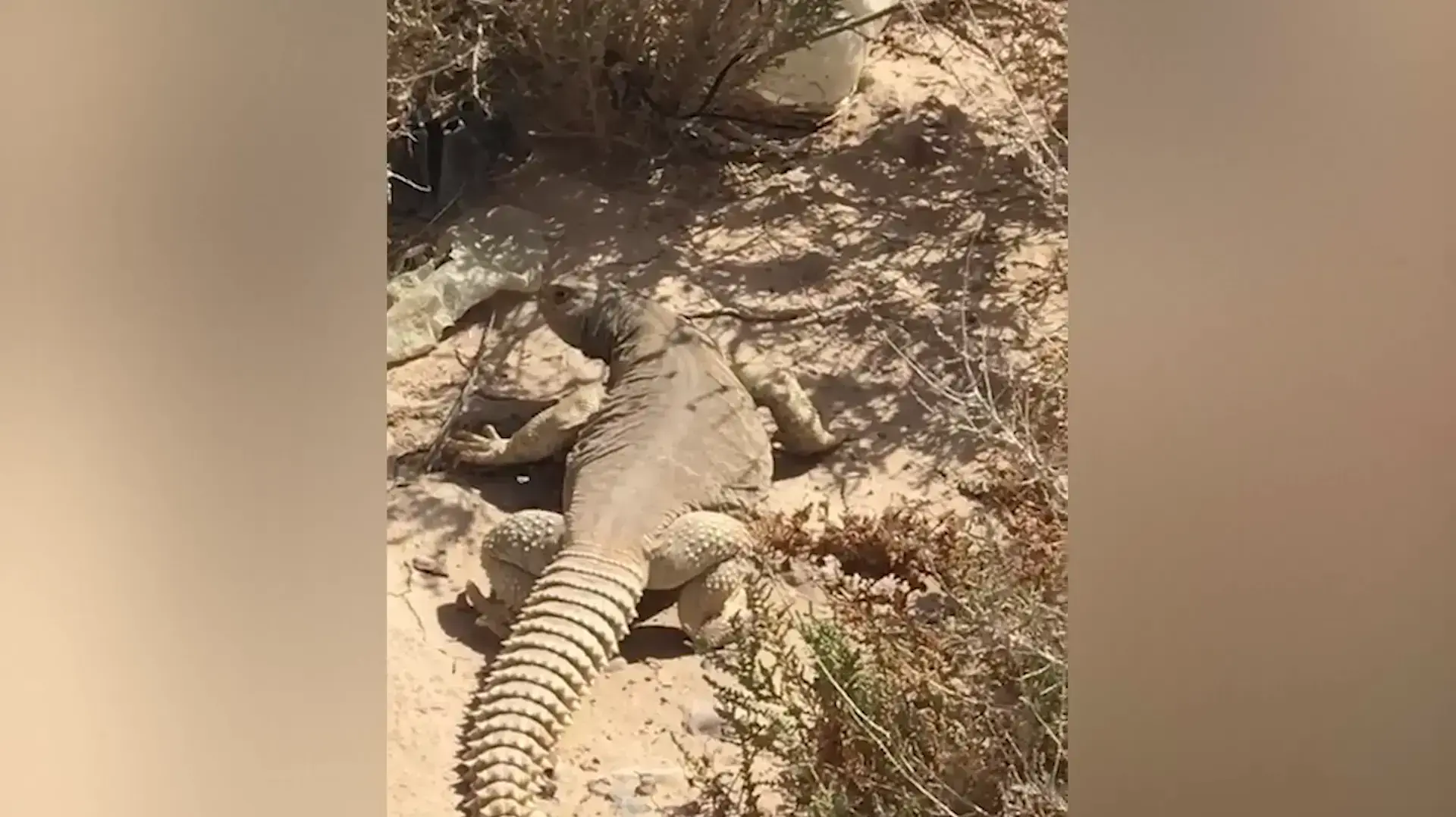 סכנת הכחדה: החרדון הגדול ביותר בארץ, חרדון הצב המצוי, תועד בנחל ערבה;
צמצום בית הגידול ונסיעה בוואדיות נחלים עם רכבים מאיימים על קיומו