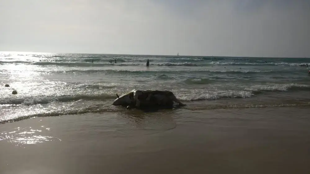 פגר עגל בחוף הצוק - 1 יוני 2019
