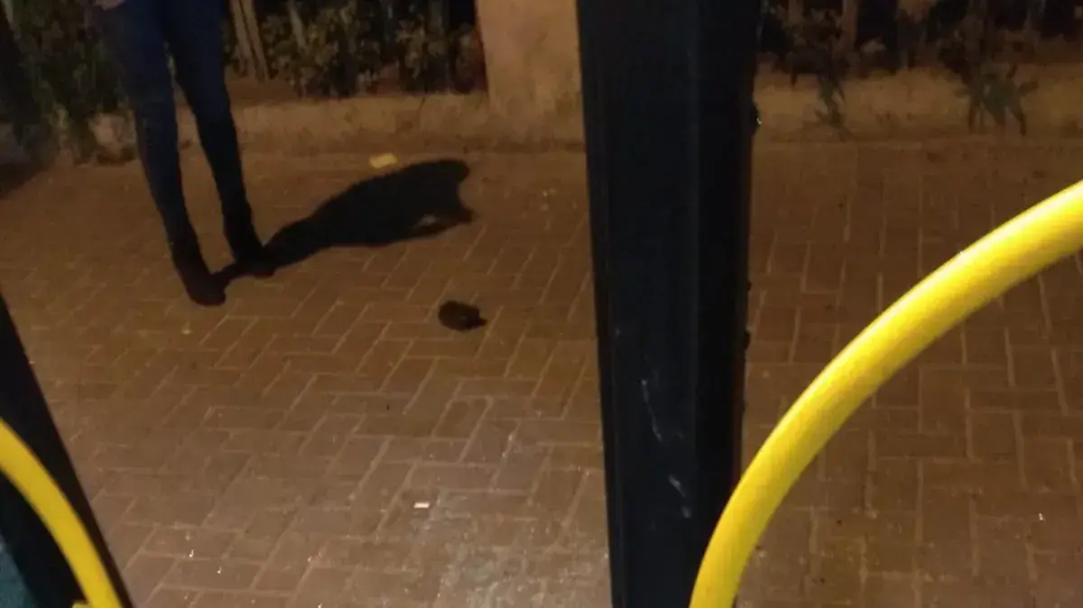 האוטובוס של פאני שניזוק על ידי אלמונים האוטובוס של פאני שניזוק על ידי אלמונים