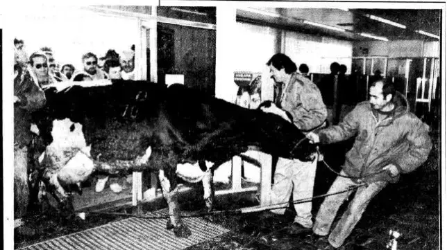 מושב שדמות דבורה מתוך עיתון מעריב 1989