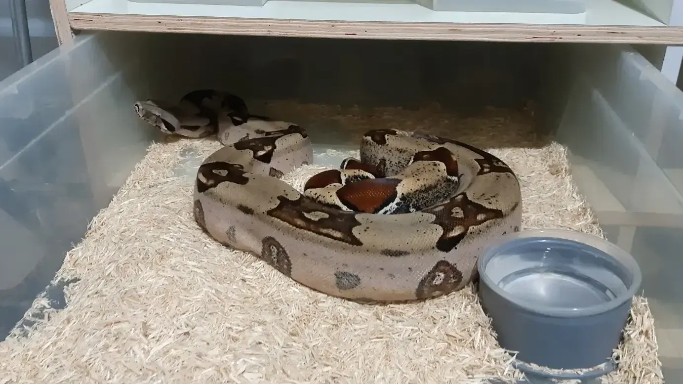 הנחש שנתפס כחלק מסיכול הסחר הבלתי חוקי בזוחלים ובבעלי חיים 17 ביוני 2019
הנחש שנתפס כחלק מסיכול הסחר הבלתי חוקי בזוחלים ובבעלי חיים 17 ביוני 2019