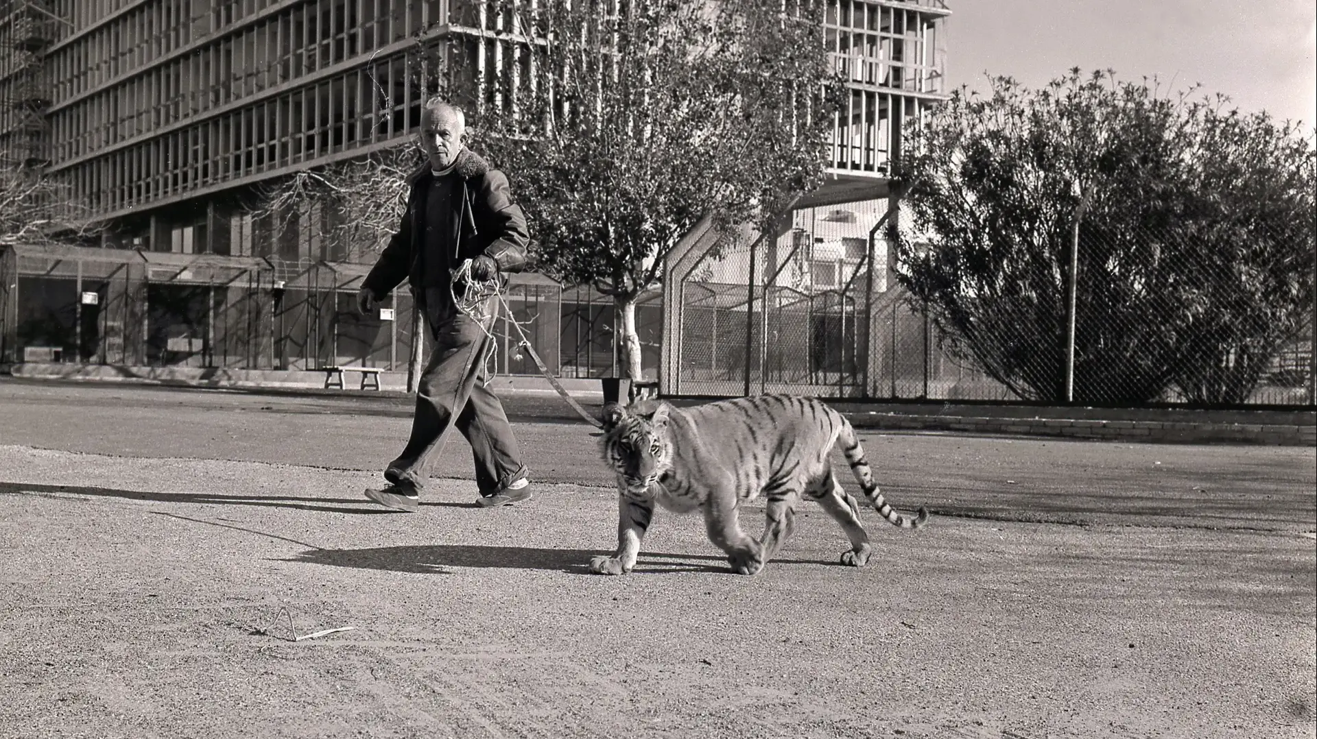אין אריות בתל אביב אין אריות בתל אביב