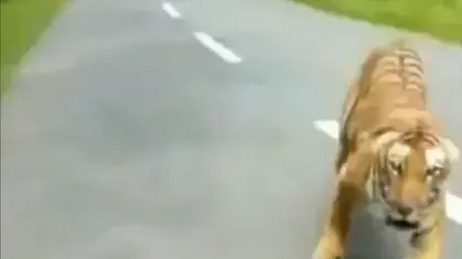 טיגריס רודף אחרי אופנוע