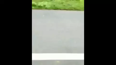 גיף טיגריס רודף אחרי אופנוען גיף טיגריס רודף אחרי אופנוען