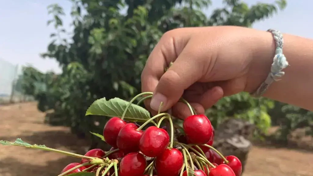 בוסתן בראשית עין זיוון בוסתן בראשית עין זיוון