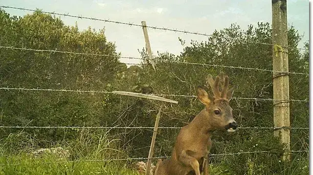 צבי באזור זיכרון יעקב שבו מתוכננת פרויקט פארק היין צבי באזור זיכרון יעקב שבו מתוכננת פרויקט פארק היין