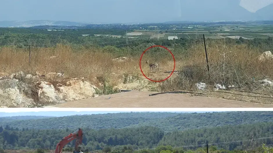 צבי וטרקטור באזור רמת הנדיב שבו מתוכנן פרויקט פארק היין בזיכרון יעקב צבי וטרקטור באזור רמת הנדיב שבו מתוכנן פרויקט פארק היין בזיכרון יעקב