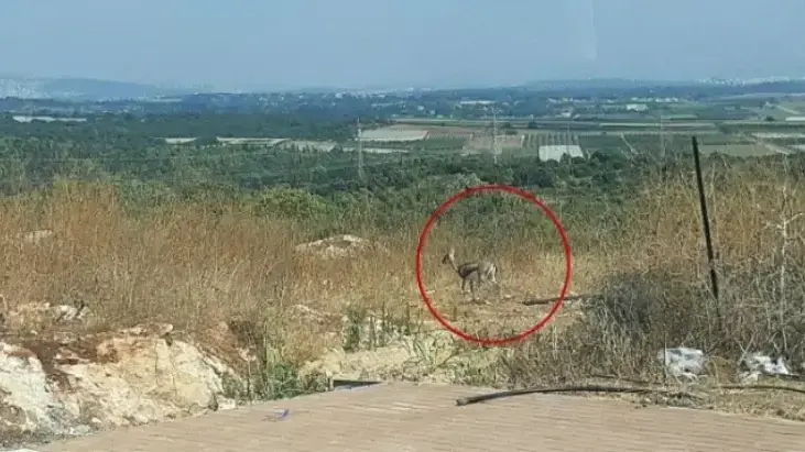 צבי ברמת הנדיב שבזיכרון יעקב שבה תוקם פארק היין
