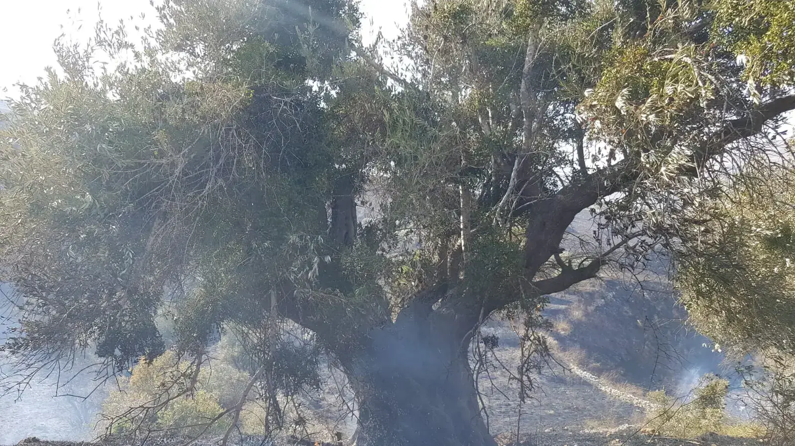 שריפה בבורין, 10 ביולי 2019 שריפה בבורין, 10 ביולי 2019