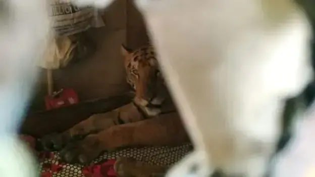 טיגריסית נמלטת שנמצאה ישנה על מיטה בבית במחוז אסאם בהודו טיגריסית נמלטת שנמצאה ישנה על מיטה בבית במחוז אסאם בהודו