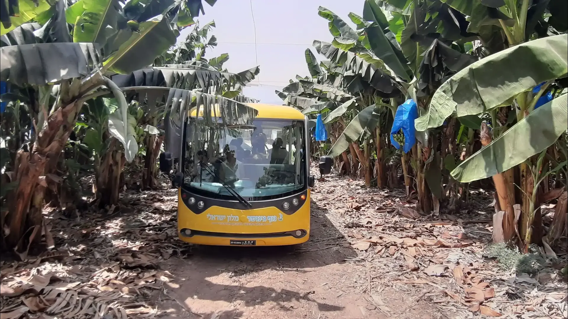 מטע בננות קיבוץ גינוסר מטע בננות קיבוץ גינוסר