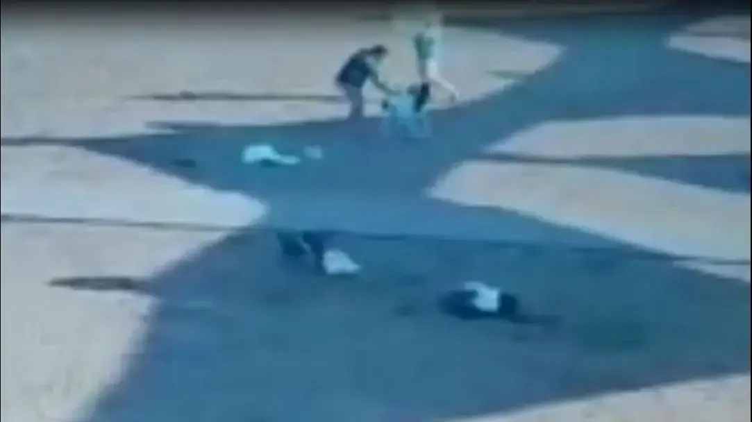 תיעוד הכלבים המשוטטים ששיחקו ולקחו תיק של תיירת מגרמניה בים המלח