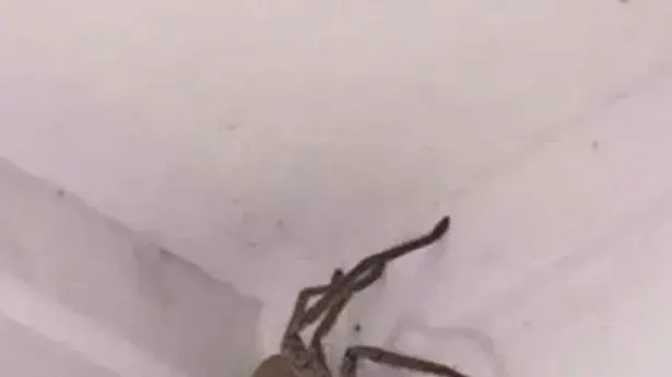 עכביש מפחיד עכביש מפחיד