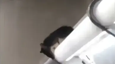 עכברושים חוגגים בחנות כלבו ביפן