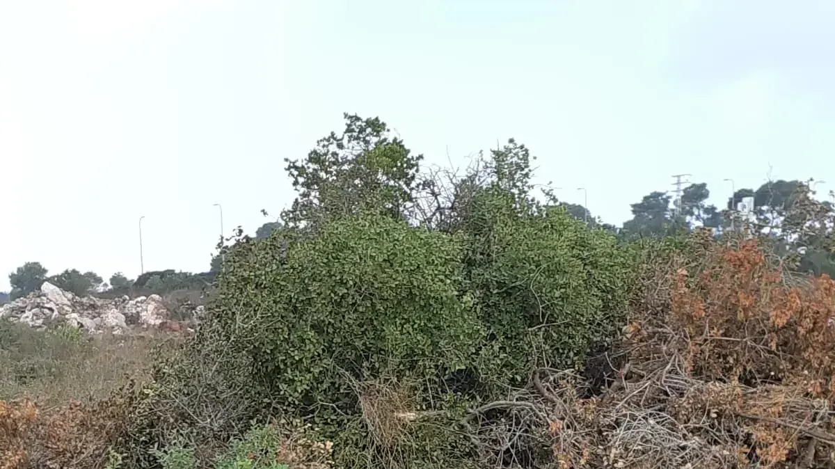 כריתת 209 עצים בזכרון יעקב כריתת 209 עצים בזכרון יעקב