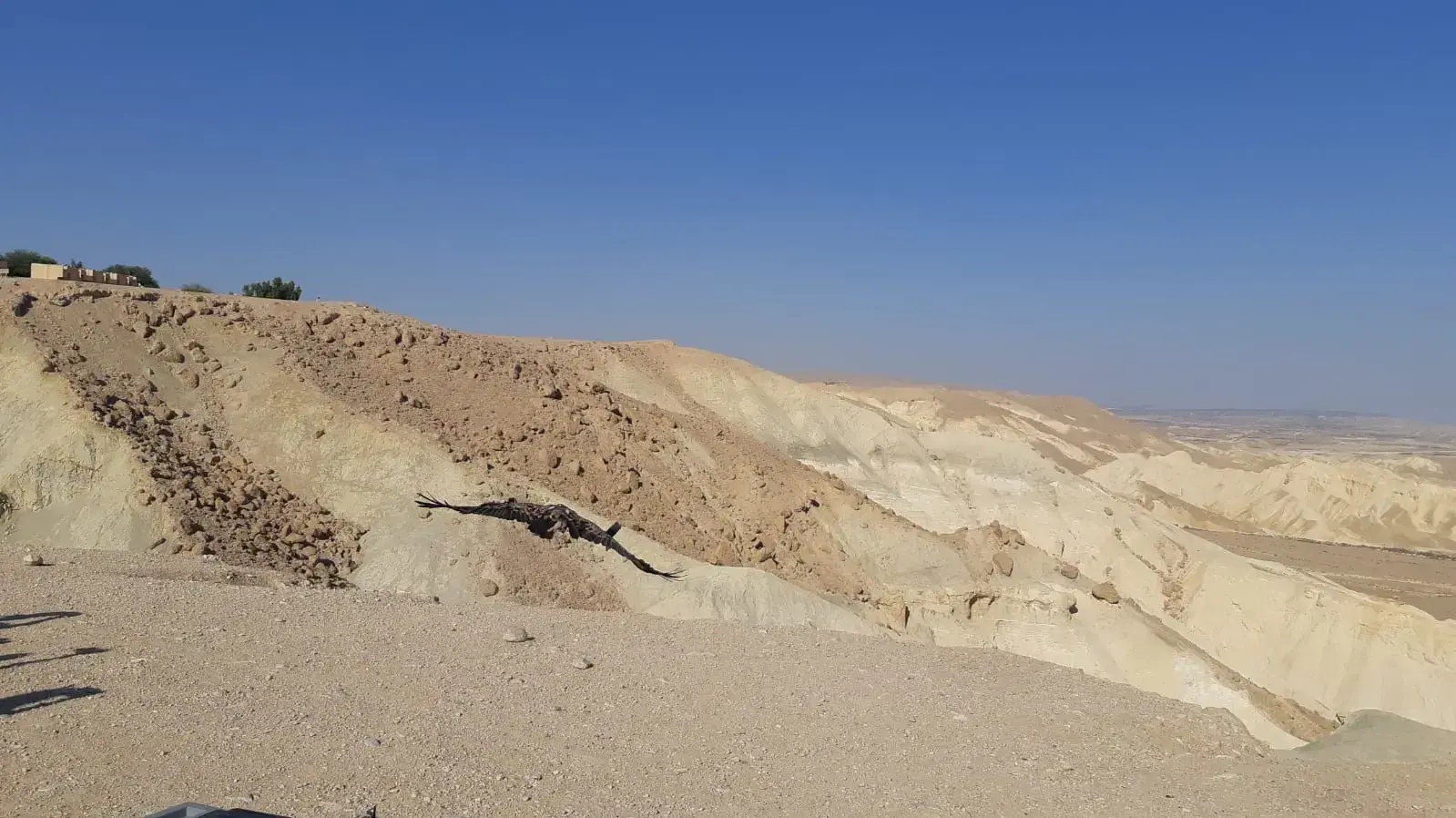 רגע ההשבה בחזרה לטבע של הנשר שנמצא פגוע עם חשד להרעלה ברמת הנגב