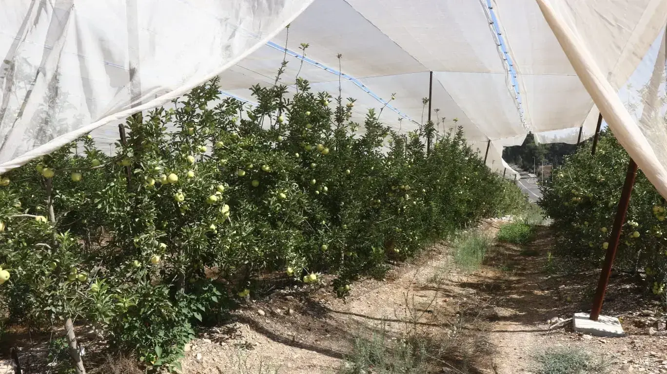 מטעי תפוחים שוממים קיבוץ יראון, 2 בספטמבר 2019 מטעי תפוחים שוממים קיבוץ יראון, 2 בספטמבר 2019
