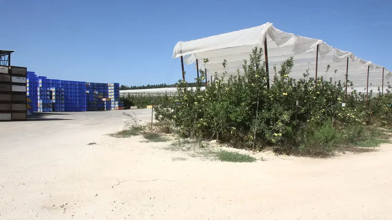 מטעי תפוחים שוממים קיבוץ יראון, 2 בספטמבר 2019 מטעי תפוחים שוממים קיבוץ יראון, 2 בספטמבר 2019