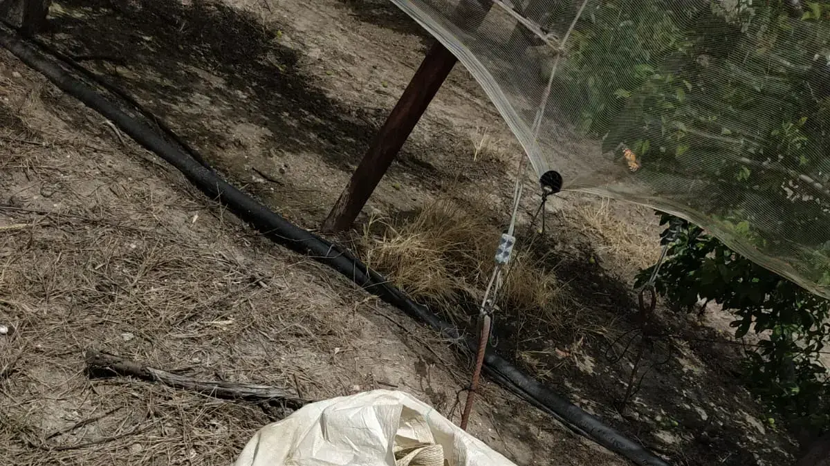 פשיעה חקלאית
גניב שזיפים מגבעת עזה
פשיעה חקלאית
גניב שזיפים מגבעת עזה