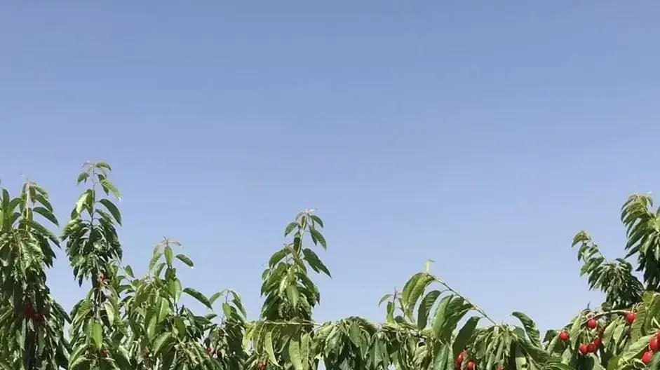 סאמר מינא סלים ערביד מבכירי החזית העממית החשוד בפיגוע בדולב שבו נרצחה רנה שנרב סאמר מינא סלים ערביד מבכירי החזית העממית החשוד בפיגוע בדולב שבו נרצחה רנה שנרב