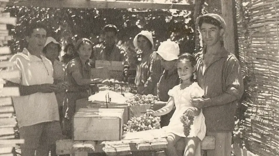 אייטם סוכות- סוכת אריזה בכרם אפיקים אייטם סוכות- סוכת אריזה בכרם אפיקים