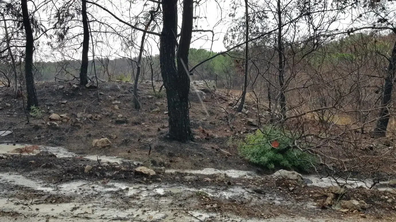 גשם ביערות בן שמן. 15 באוקטובר 2019 גשם ביערות בן שמן. 15 באוקטובר 2019