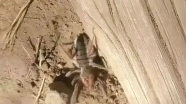 עכביש עקרב