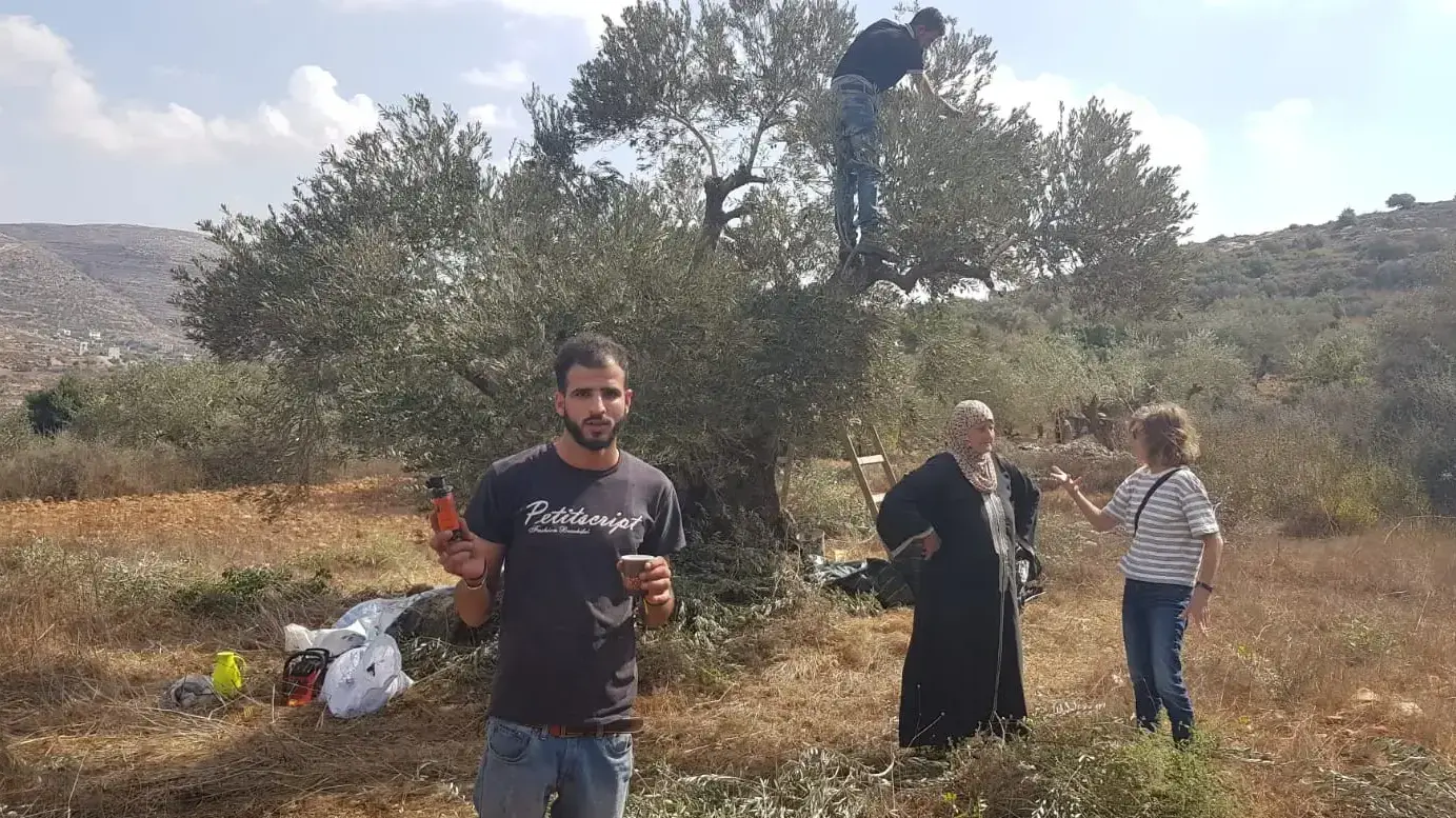 פלסטינים מהכפר קריות טוענים שהצבא מונע מהם למסוק זיתים באדמות שלהם.