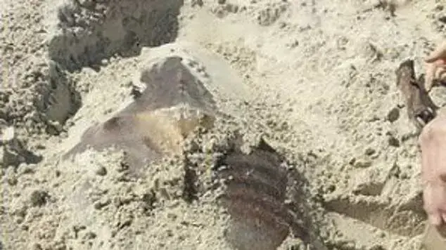 יצור ימי שנמצא בחוף באוסטרליה יצור ימי שנמצא בחוף באוסטרליה
