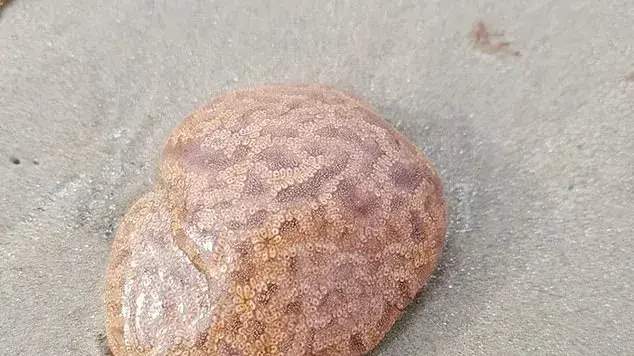 אובייקט דמוי מוח אנושי שנמצא בחוף הים