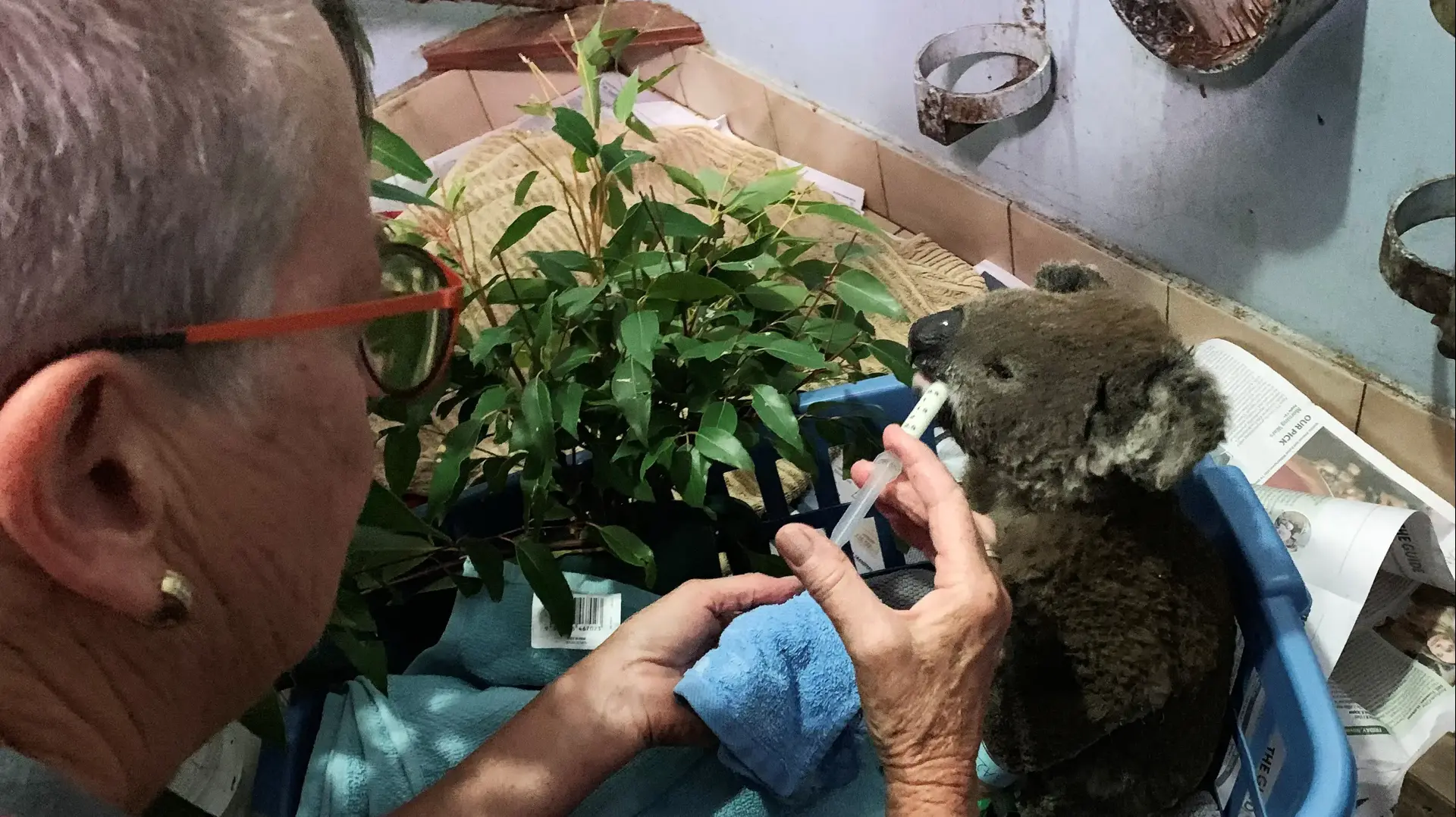 קואלה שנפצעה במהלך גל שריפות הענק באוסטרליה, 9 בנובמבר 2019 קואלה שנפצעה במהלך גל שריפות הענק באוסטרליה, 9 בנובמבר 2019