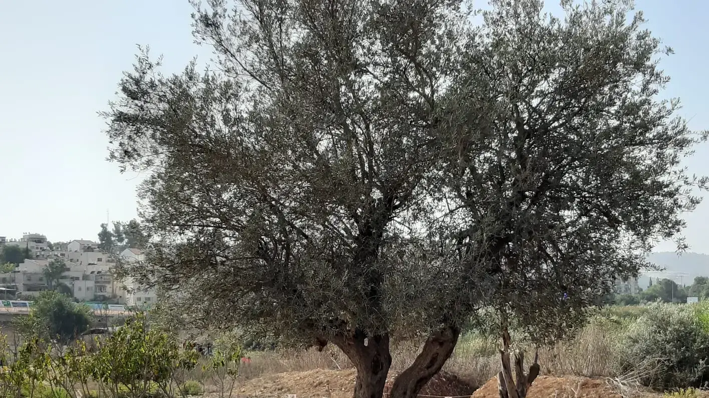 אברהם שקד לשעבר רכז שמורת הטבע של החברה להגנת הטבע במחוז ירושלים, 13 בנובמבר 2019 אברהם שקד לשעבר רכז שמורת הטבע של החברה להגנת הטבע במחוז ירושלים, 13 בנובמבר 2019