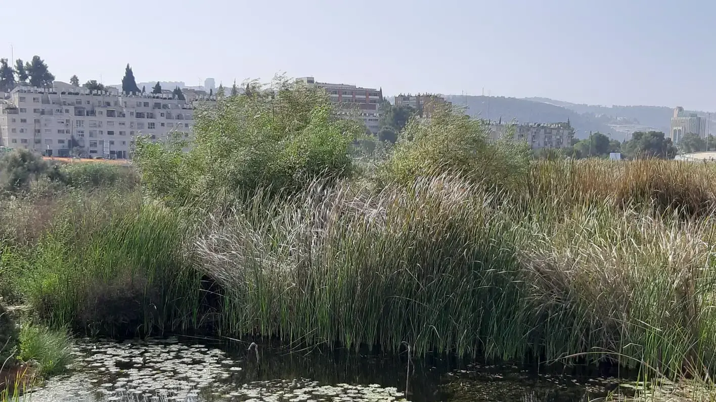 אברהם שקד לשעבר רכז שמורת הטבע של החברה להגנת הטבע במחוז ירושלים, 13 בנובמבר 2019 אברהם שקד לשעבר רכז שמורת הטבע של החברה להגנת הטבע במחוז ירושלים, 13 בנובמבר 2019